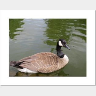 Canada goose Posters and Art